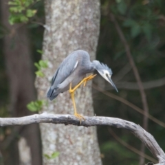 Egretta novaehollandiae (White-faced Heron) at Brunswick Heads, NSW - 23 Mar 2024 by macmad