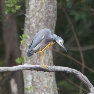 Egretta novaehollandiae at Brunswick Heads, NSW - 23 Mar 2024 01:58 PM