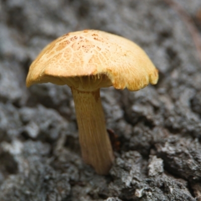Gymnopilus sp. (Gymnopilus) at Brunswick Heads, NSW - 23 Mar 2024 by macmad