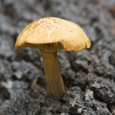 Unidentified Fungus at Brunswick Heads, NSW - 23 Mar 2024 by macmad