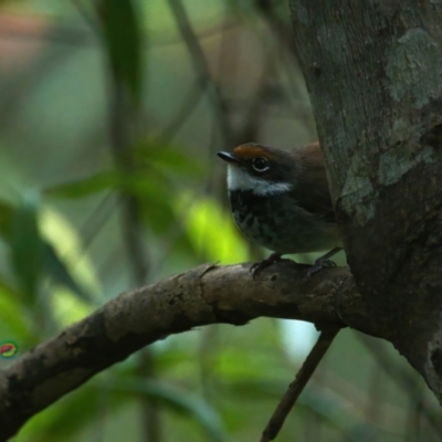 Rhipidura rufifrons (Rufous Fantail) at Brunswick Heads, NSW - 23 Mar 2024 by macmad