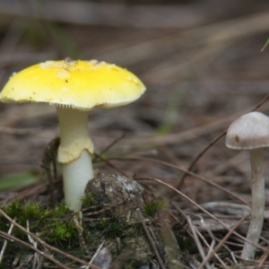 Amanita sp. at Brunswick Heads, NSW - 23 Mar 2024 02:39 PM