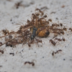 Unidentified Ant (Hymenoptera, Formicidae) at suppressed - 23 Mar 2024 by macmad