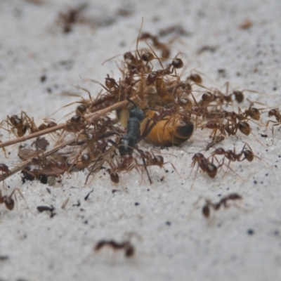 Unidentified Ant (Hymenoptera, Formicidae) at Wallum - 23 Mar 2024 by macmad