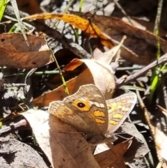 Junonia villida (Meadow Argus) at Bungendore, NSW - 26 Apr 2024 by clarehoneydove