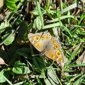 Junonia villida at QPRC LGA - suppressed