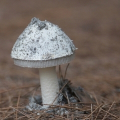 Unidentified Fungus at Wallum - 23 Mar 2024 by macmad