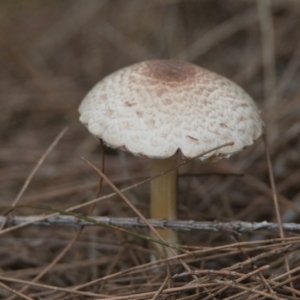 Chlorophyllum/Macrolepiota sp. at Wallum - 24 Mar 2024 09:35 AM