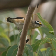 Pardalotus striatus (Striated Pardalote) at Wallum - 24 Mar 2024 by macmad