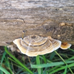 Trametes versicolor (Turkey Tail) at Bungendore, NSW - 25 Apr 2024 by clarehoneydove