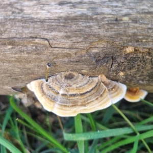 Trametes versicolor at suppressed by clarehoneydove