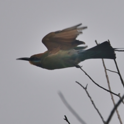 Merops ornatus (Rainbow Bee-eater) at Brunswick Heads, NSW - 23 Mar 2024 by macmad