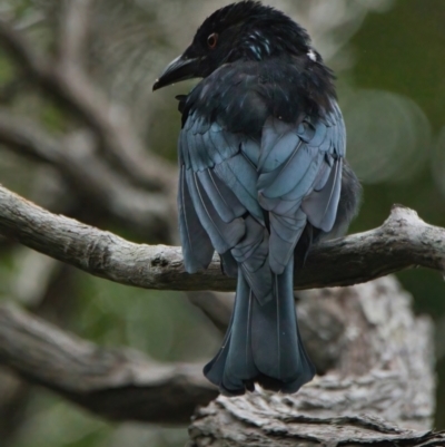 Dicrurus bracteatus (Spangled Drongo) at Wallum - 24 Mar 2024 by macmad