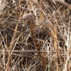 Orthetrum caledonicum (Blue Skimmer) at WendyM's farm at Freshwater Ck. - 6 Nov 2023 by WendyEM