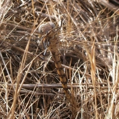 Orthetrum caledonicum at Freshwater Creek, VIC - 6 Nov 2023 by WendyEM