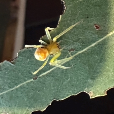 Araneus sp. (genus) at suppressed - 2 Apr 2024 by emptysea