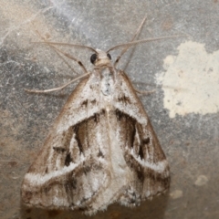 Dichromodes stilbiata (White-barred Heath Moth) at Freshwater Creek, VIC - 12 Nov 2023 by WendyEM