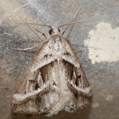 Dichromodes stilbiata (White-barred Heath Moth) at WendyM's farm at Freshwater Ck. - 13 Nov 2023 by WendyEM