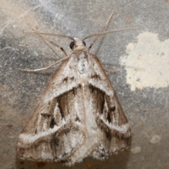 Dichromodes stilbiata (White-barred Heath Moth) at WendyM's farm at Freshwater Ck. - 12 Nov 2023 by WendyEM