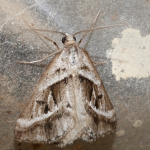 Dichromodes stilbiata (White-barred Heath Moth) at WendyM's farm at Freshwater Ck. by WendyEM