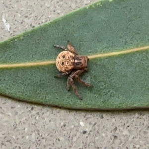 Cymbacha ocellata at Duffy, ACT - suppressed