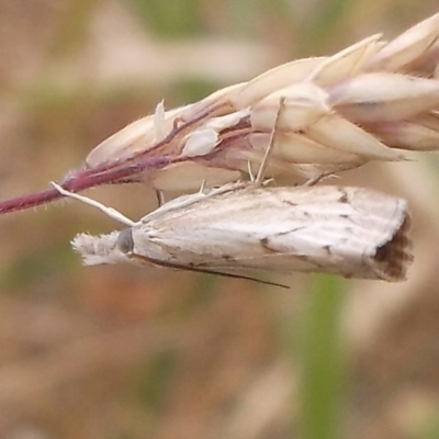 Culladia cuneiferellus (Crambinae moth) at Freshwater Creek, VIC - 6 Nov 2023 by WendyEM