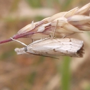 Culladia cuneiferellus (Crambinae moth) at WendyM's farm at Freshwater Ck. by WendyEM