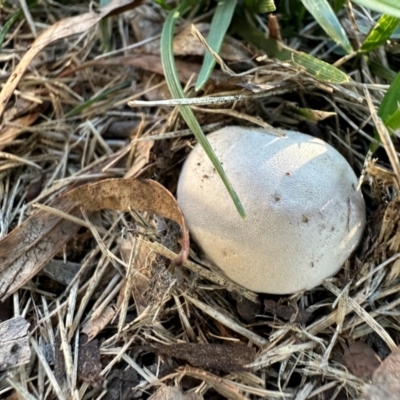 Unidentified Other puffballs, etc (& the unknowns) at Duffy, ACT - 12 Apr 2024 by emptysea