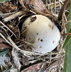 zz puffball at Duffy, ACT - 12 Apr 2024