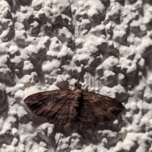 Chloroclystis filata at Watson, ACT - 25 Apr 2024