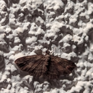 Unidentified Moth (Lepidoptera) at suppressed by AniseStar