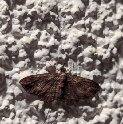 Chloroclystis filata (Filata Moth, Australian Pug Moth) at Watson, ACT - 25 Apr 2024 by AniseStar