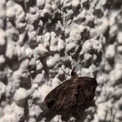 Chloroclystis filata at Watson, ACT - 25 Apr 2024