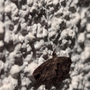 Chloroclystis filata at Watson, ACT - 25 Apr 2024