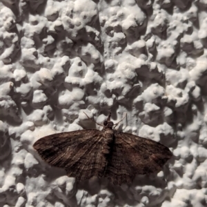 Chloroclystis filata at Watson, ACT - 25 Apr 2024