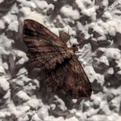 Chloroclystis filata at Watson, ACT - 25 Apr 2024