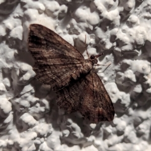 Chloroclystis filata at Watson, ACT - 25 Apr 2024