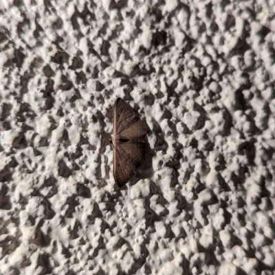 Unidentified Moth (Lepidoptera) at suppressed - 25 Apr 2024 by AniseStar