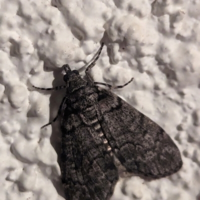 Unidentified Moth (Lepidoptera) at Watson, ACT - 18 Apr 2024 by AniseStar