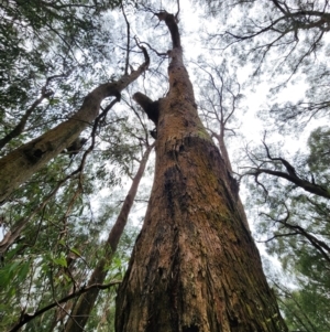 Eucalyptus radiata subsp. radiata at Dandenong Ranges National Park - 26 Apr 2024