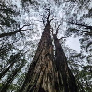 Eucalyptus obliqua at Dandenong Ranges National Park - 26 Apr 2024