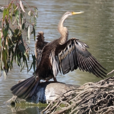 Anhinga novaehollandiae (Australasian Darter) at Wodonga, VIC - 25 Apr 2024 by KylieWaldon