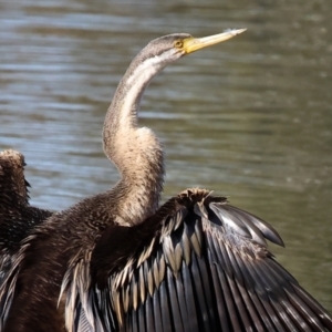 Anhinga novaehollandiae at Belvoir Park - 26 Apr 2024 09:22 AM