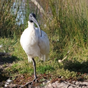 Threskiornis molucca at Belvoir Park - 26 Apr 2024 09:24 AM