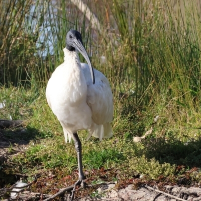 Threskiornis molucca (Australian White Ibis) at Wodonga - 25 Apr 2024 by KylieWaldon