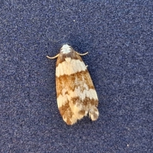 Unidentified Moth (Lepidoptera) at suppressed by trevorpreston