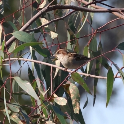 Passer domesticus (House Sparrow) at Wodonga - 25 Apr 2024 by KylieWaldon