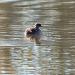 Poliocephalus poliocephalus (Hoary-headed Grebe) at Wodonga - 25 Apr 2024 by KylieWaldon