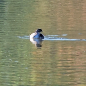 Poliocephalus poliocephalus at Belvoir Park - 26 Apr 2024 09:33 AM