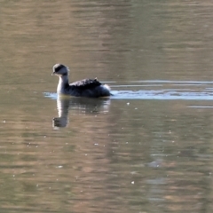 Poliocephalus poliocephalus at Belvoir Park - 26 Apr 2024 09:33 AM